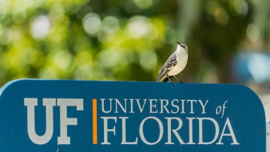 Sign of the University of Florida with A small bird standing on the top. The shot is taken at Reitz Union North Lawn. The must see location for campus tour.