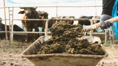 Animal manure at the cattle and central farms 